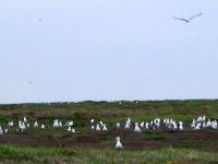 IMG_1484d (2) nesting gulls